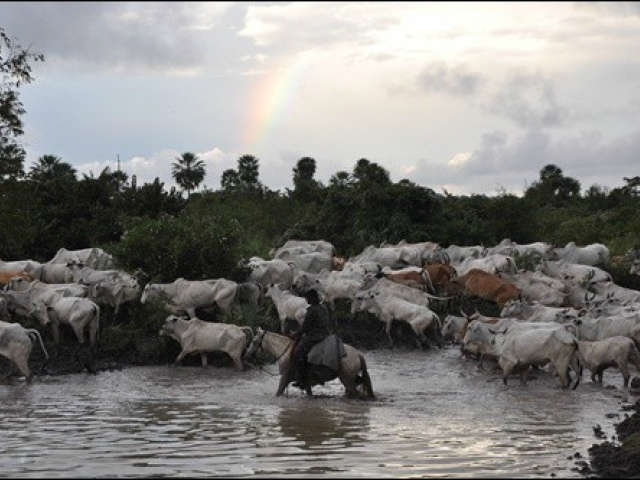  Com fazendas invadidas, pecuarista relata preju&iacute;zo de R$ 300 mil e teme aftosa