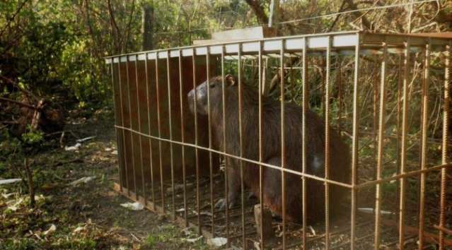 Homem &eacute; preso pela PMA ao capturar capivara em armadilha artesanal