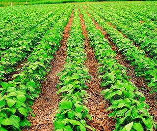 A soja é a commoditie em que a tecnologia transgênica é mais empregada. (Foto: Monsanto)