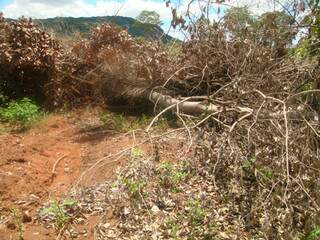 Área desmatada em Terenos (Foto: Divulgação/PMA)