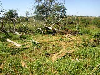 Fazendeiro foi multado por desmatamento e exploração ilegal de madeira (Foto: Divulgação)