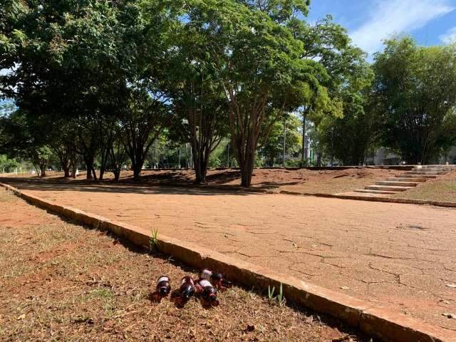 Em lixo no Parque dos Poderes, at&eacute; preservativo &eacute; levado por quatis