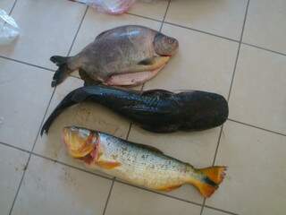 Homem foi multado por pescar três peixes na Piracema. (Foto: Divulgação)