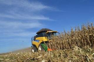 Colheita de milho em MS caminha para safra recorde. (Foto: Famasul)
