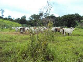 Area embargada é usada para criação de gado. Foto: Divulgação/Ibama