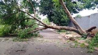 Árvore caiu às 8h e obstruiu o tráfego nas Ruas Gusmão e Antônio Bicudo. (Foto: Direto das Ruas)