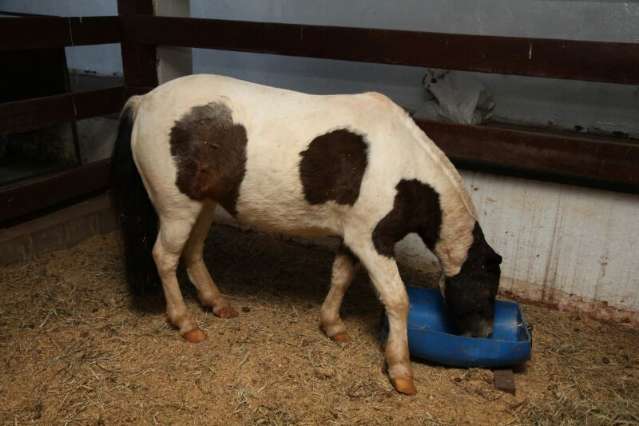Expogrande tamb&eacute;m tem vaga para pequenos animais, xod&oacute; das crian&ccedil;as
