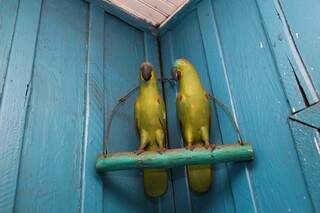 Dois papagaios de gesso dão boas-vindas (Foto: Paulo Francis)
