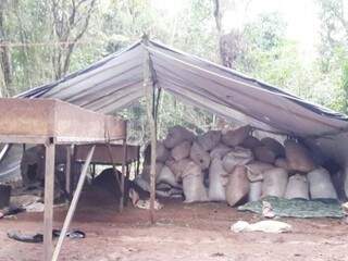 Fardos de maconha foram encontrados no acampamento, na zona rural de Capitán Bado (Foto: ABC Color)