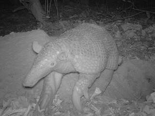 Câmera noturna flagrou tatu saindo de toca. (Foto:  Arnaud Desbiez)