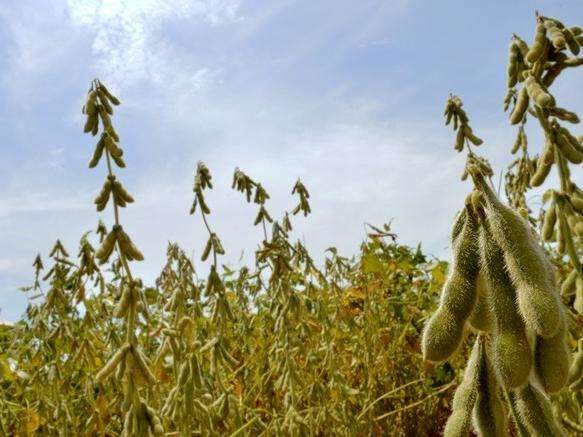 Ap&oacute;s instabilidade clim&aacute;tica, produtores apostam na recupera&ccedil;&atilde;o da safra de soja
