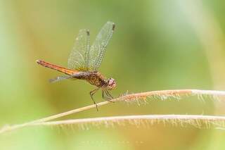 Dragonfly. (Foto: Patrik Oening)