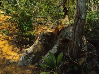 Árvore foi cortada em fazenda de Corguinho sem autorização ambiental. (Foto: Divulgação)