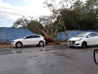 Árvore caiu sobre muro de terreno na Rui Barbosa (Foto: Direto das Ruas)