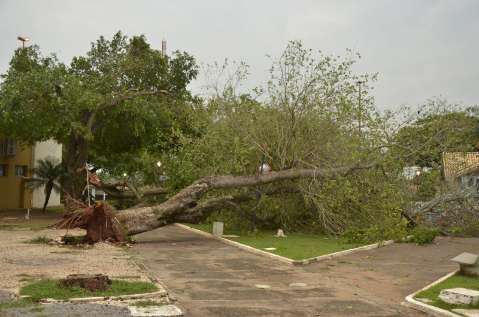 Temporal e vento destelharam 200 casas e 180 árvores foram danificadas