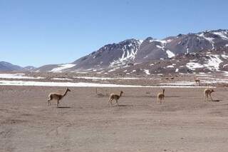 Animais adaptados ao ambiente hostil no deserto do Atacama, no Chile (Foto: Sílvio de Andrade)