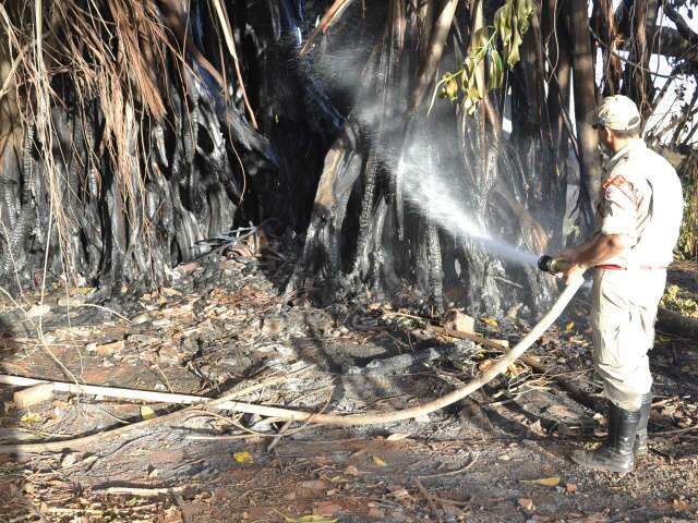  Ap&oacute;s inc&ecirc;ndio, figueira centen&aacute;ria ter&aacute; que ser derrubada no Guanandi