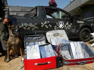 Cão farejador da PM localizou maconha em malas de rondonienses (Foto: Divulgação)