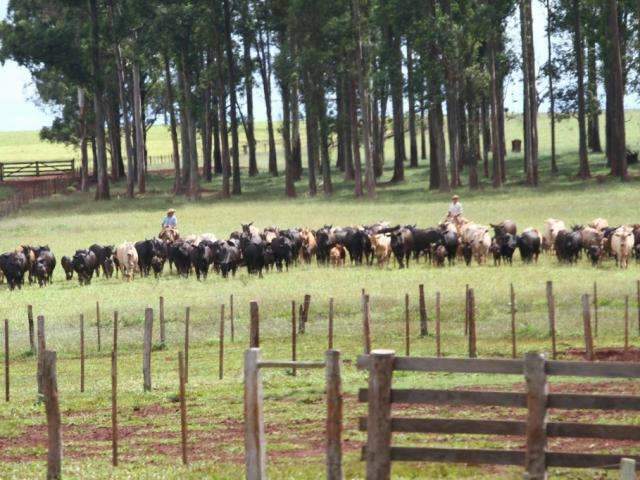 Agropecu&aacute;ria de MS deve movimentar R$ 682 milh&otilde;es a menos neste ano