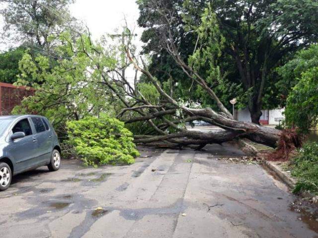 &Aacute;rvores desabam com vento, atingem carro e quase levam poste abaixo