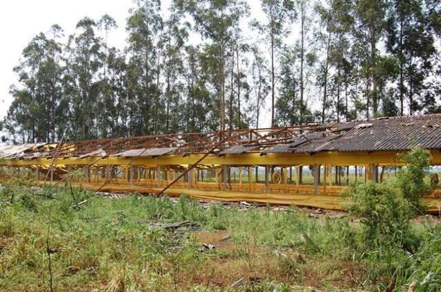 Vendaval destr&oacute;i avi&aacute;rios e provoca preju&iacute;zos para pequenos produtores