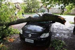 Na rua Barueri, na Moreninha II, uma árvore causou prejuízos materiais ao cair sobre um veículo. (Foto: Fernando Antunes)