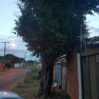 Vizinho diz que árvore no Santa Emília corre risco de queda sobre quatro casas