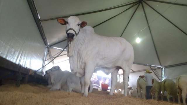 Leil&otilde;es perdem import&acirc;ncia na Expogrande e n&uacute;mero cai pela metade