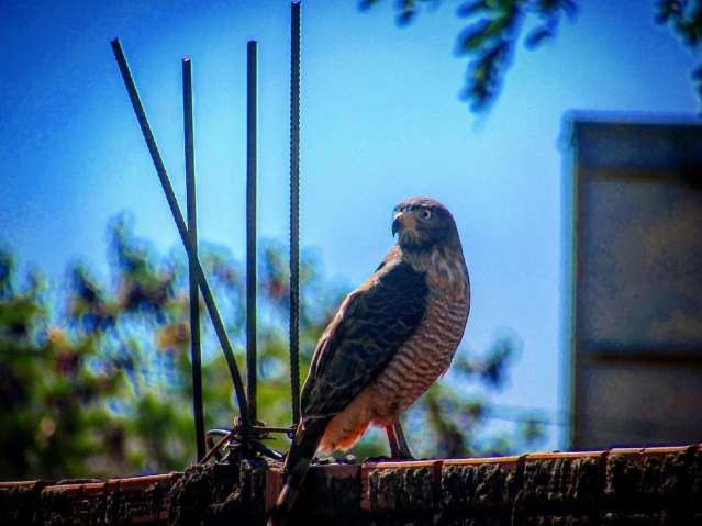 Natureza de MS presente em mega feira para incentivar observa&ccedil;&atilde;o de aves