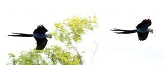 Bandos de araras azuis sobrevoam a pousada em algazarra. Variedades de pássaros também impressiona o visitante