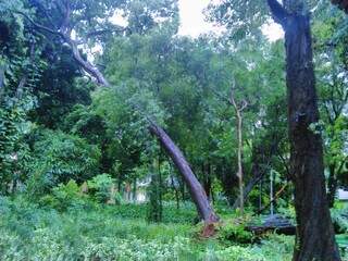Árvore no Horto Florestal cai na área de passeio. (Foto: Ricardo Campos Jr.)