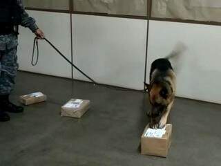 Cachorro indicando em qual das caixas estava a droga. (Foto: Divulgação/Choque)