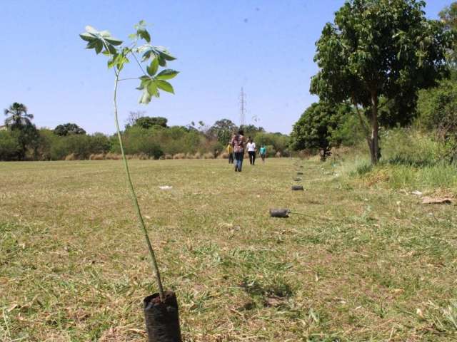 A&ccedil;&atilde;o ambiental planta 50 mudas de &aacute;rvores e faz limpeza do C&oacute;rrego Lagoa