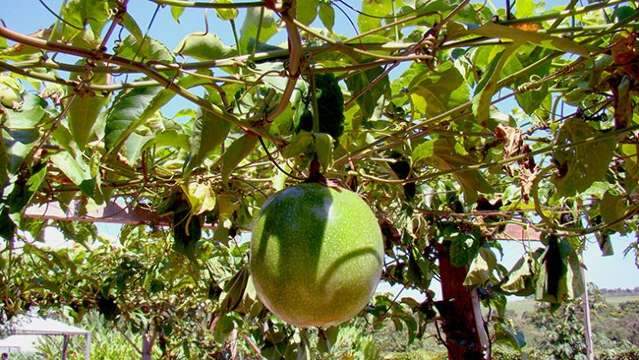 Produ&ccedil;&atilde;o de maracuj&aacute; &eacute; tema de curso nesta semana