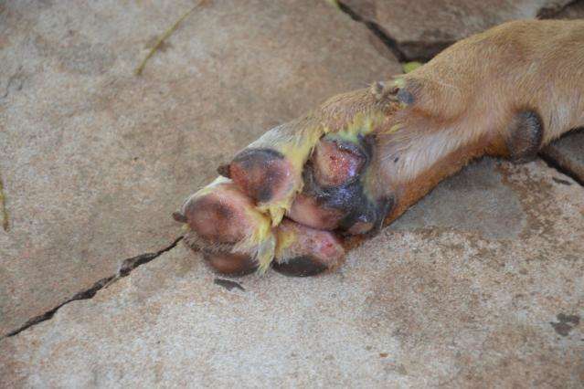 Ao responder sobre Scooby, Bernal sinaliza que c&atilde;o poder&aacute; ser sacrificado