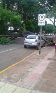 Árvore de 15 metros caí em cima de veículo em frente a Santa Casa