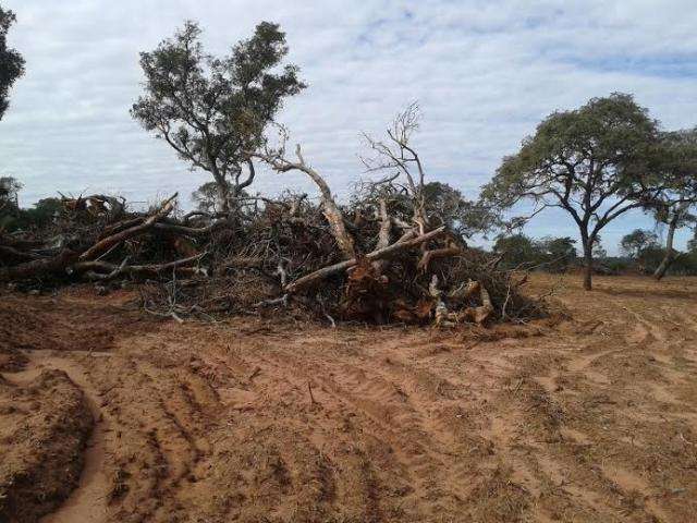 Fazendeiro &eacute; multado em R$ 7,2 mil por explorar madeira ilegalmente