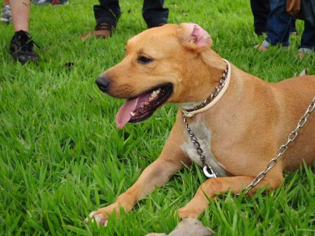 Ap&oacute;s liminar, Minist&eacute;rio refor&ccedil;a veto ao tratamento de c&atilde;es com leishmaniose