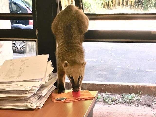 Quati invade Agesul e &ldquo;furta&rdquo; danoninho no Parque dos Poderes 