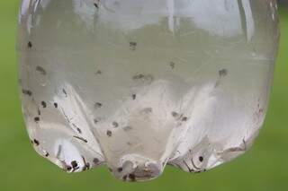 Água coletada do espelho d&#039;água do Parque das Nações Indígenas mostra quantidade de larvas de Aedes aegypti (Foto: Gerson Walber)