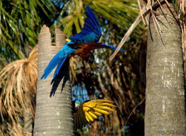 Arara-canind&eacute; a dois passos de se tornar s&iacute;mbolo de Campo Grande
