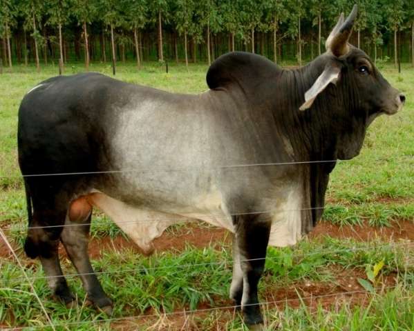 Estado encaminha pedido de reabilita&ccedil;&atilde;o de exporta&ccedil;&atilde;o de carne bovina para UE