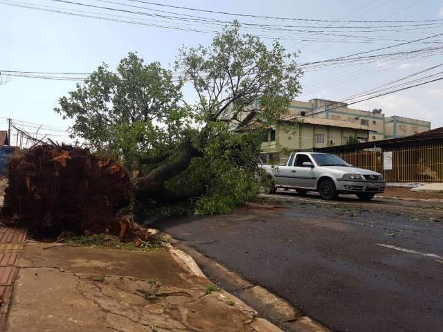 Meia hora de chuva com 74 km de vento derruba 30 &aacute;rvores na Capital