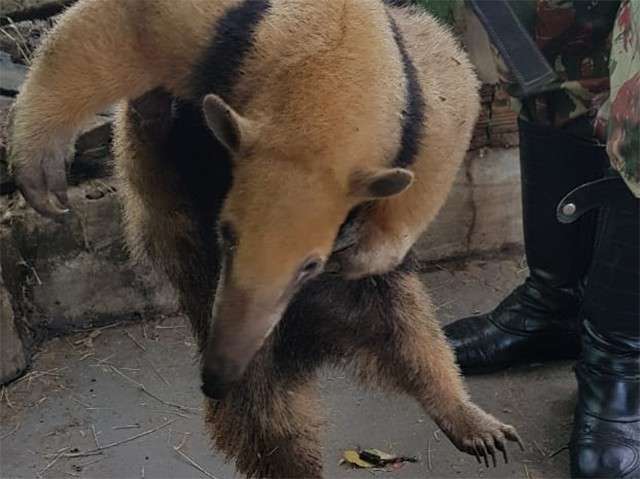 Acuado por c&atilde;es, tamandu&aacute; &eacute; resgatado pela PMA em bairro de Campo Grande