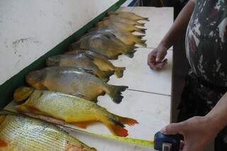 Peixes capturados estavam abaixo da medida permitida por lei. (Foto: Divulgação)