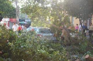 Árvore caiu sobre veículos em avenida. (Foto: Nyelder Rodrigues)