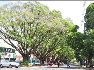 Árvores na Mato Grosso agora são patrimônio de Campo Grande. (Foto: João Garrigó)