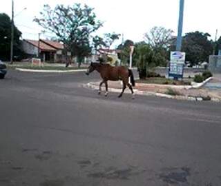 Cavalo sem dono no meio da rua no Bairro Estrela Dalva (Foto: Direto das ruas) 