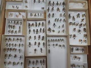 As 82 vespas foram coletadas em várias regiões do país. (Foto: Divulgação) 