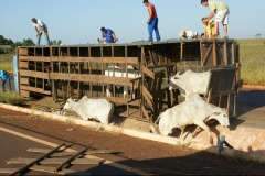  Caminh&atilde;o tomba com 18 cabe&ccedil;as de gado e animais invadem a pista